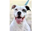 Impa, American Staffordshire Terrier For Adoption In San Antonio, Texas