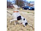 Roscoe, American Pit Bull Terrier For Adoption In Plymouth, Massachusetts