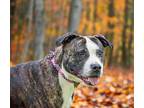 Bella, American Pit Bull Terrier For Adoption In Plymouth, Massachusetts