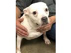 Khloe, American Staffordshire Terrier For Adoption In Amarillo, Texas