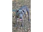 Spirit, Labrador Retriever For Adoption In Little Rock, Arkansas