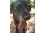 Patsy, Schnauzer (standard) For Adoption In Langley, British Columbia