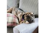 Princessa -local Foster, American Pit Bull Terrier For Adoption In Plymouth