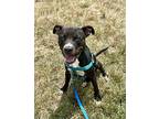 Benji, American Pit Bull Terrier For Adoption In Alexandria, Virginia
