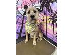 Bear, Wheaten Terrier For Adoption In Binghamton, New York