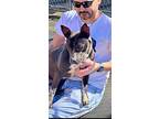 Binti, Terrier (unknown Type, Small) For Adoption In Plymouth, Massachusetts