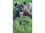 Appa, American Pit Bull Terrier For Adoption In Plymouth, Massachusetts