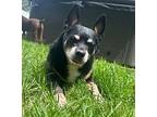 Gordon “gordie” Ramsey, Miniature Pinscher For Adoption In Plymouth