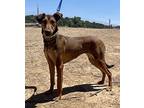 Coco, Doberman Pinscher For Adoption In Jamestown, California