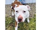 Duke, American Staffordshire Terrier For Adoption In Albany, Missouri