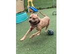 Cubby V (in Foster), American Pit Bull Terrier For Adoption In Cleveland, Ohio