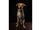 Robbie, Labrador Retriever For Adoption In Langley, British Columbia