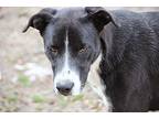 Cooper Rubble, Labrador Retriever For Adoption In Wynne, Arkansas