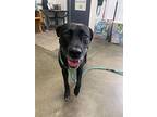 Estelle, Labrador Retriever For Adoption In Fairfield, Illinois