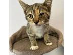 Adopt Twizzler a Domestic Short Hair