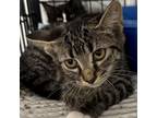 Adopt Harriett a Domestic Short Hair