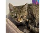 Adopt Twix a Domestic Short Hair