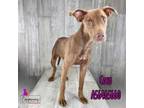 Adopt Coco a Retriever, Mixed Breed