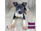 Adopt Diamond a Pit Bull Terrier, Mixed Breed