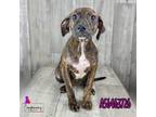 Adopt Juniper a Pit Bull Terrier, Mixed Breed