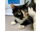Adopt Gladys a Domestic Medium Hair