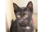 Adopt Cat-a-pillar a Domestic Short Hair