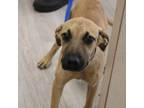 Adopt Red Lobster a Shepherd, Terrier