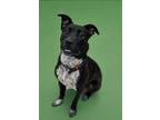 Adopt Angel a Terrier, Mixed Breed