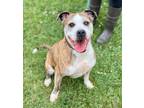 Adopt Maggie a Mixed Breed