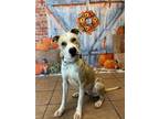 Adopt Butters a Pit Bull Terrier