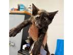 Adopt Fiona a Domestic Short Hair
