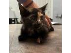 Adopt Jade a Domestic Short Hair