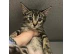 Adopt Josphine a Domestic Short Hair