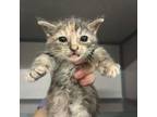 Adopt Sadie a Domestic Short Hair