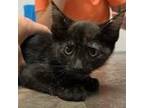 Adopt Harper a Domestic Short Hair
