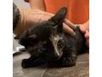 Adopt Layla a Domestic Short Hair