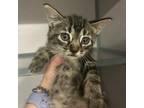 Adopt Ester a Domestic Short Hair