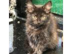 Adopt Cannellini a Domestic Short Hair