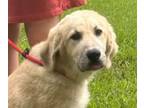 Adopt Thea a Great Pyrenees, Anatolian Shepherd