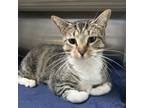 Adopt Selune a Domestic Short Hair