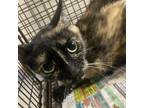 Adopt Medusa a Domestic Short Hair