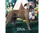 Adopt Zina a Pit Bull Terrier