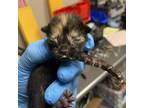 Adopt Bigfoot a Domestic Short Hair