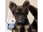Adopt Isabella a Shepherd