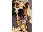 Adopt Sunrise a Shar-Pei