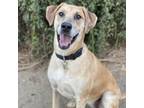 Adopt Skye a Labrador Retriever, Mixed Breed