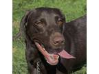 Adopt Ivy - ECAS a Labrador Retriever