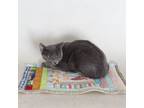 Adopt Licorice a Domestic Short Hair