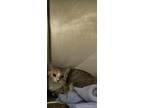 Adopt Gabbie a Domestic Short Hair