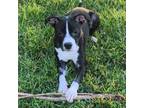 Adopt Rhea a Pit Bull Terrier